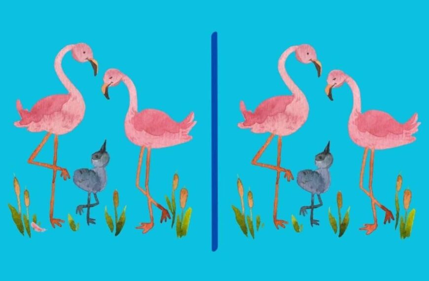 Challenge for attentive observers: can you find the 3 differences between the images of flamingos? Only the sharpest can do it!