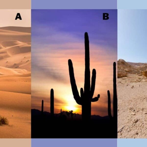 Personality Test: Choose your favorite desert and reveal your true conflict management style!