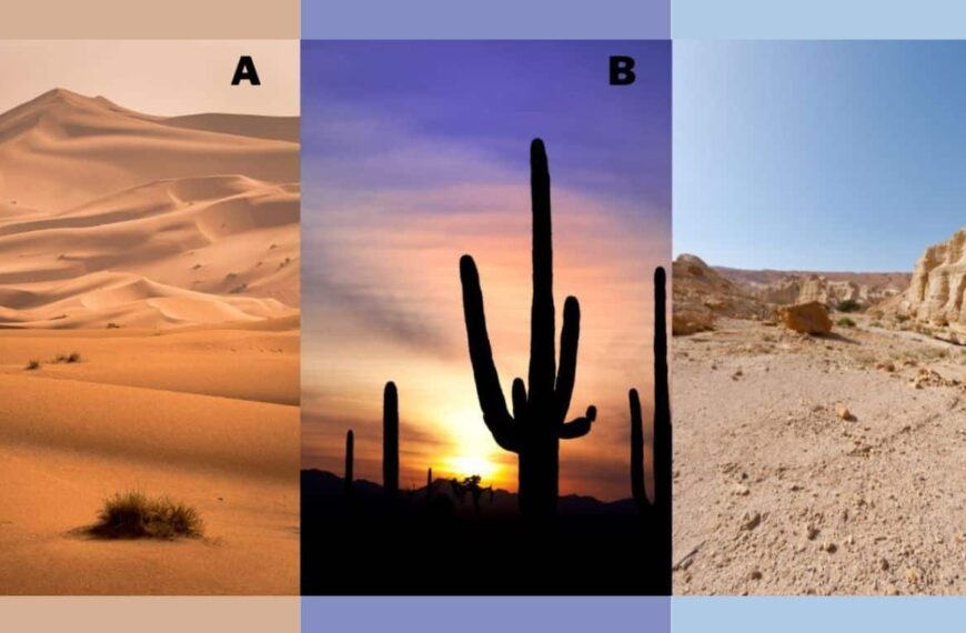 Personality Test: Choose your favorite desert and reveal your true conflict management style!