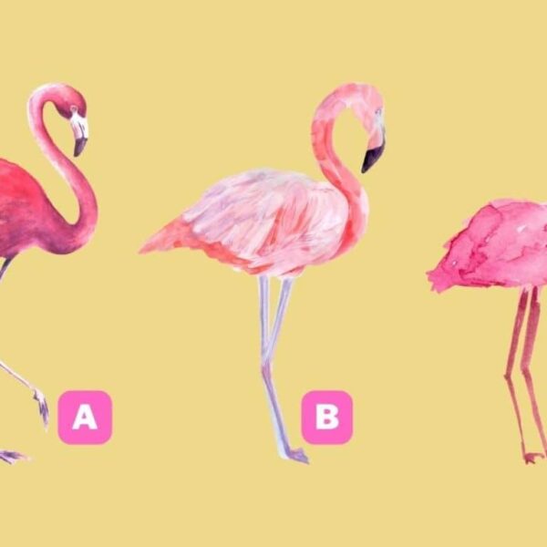 Personality test: find out if you are more modest or confident by choosing a pink flamingo!