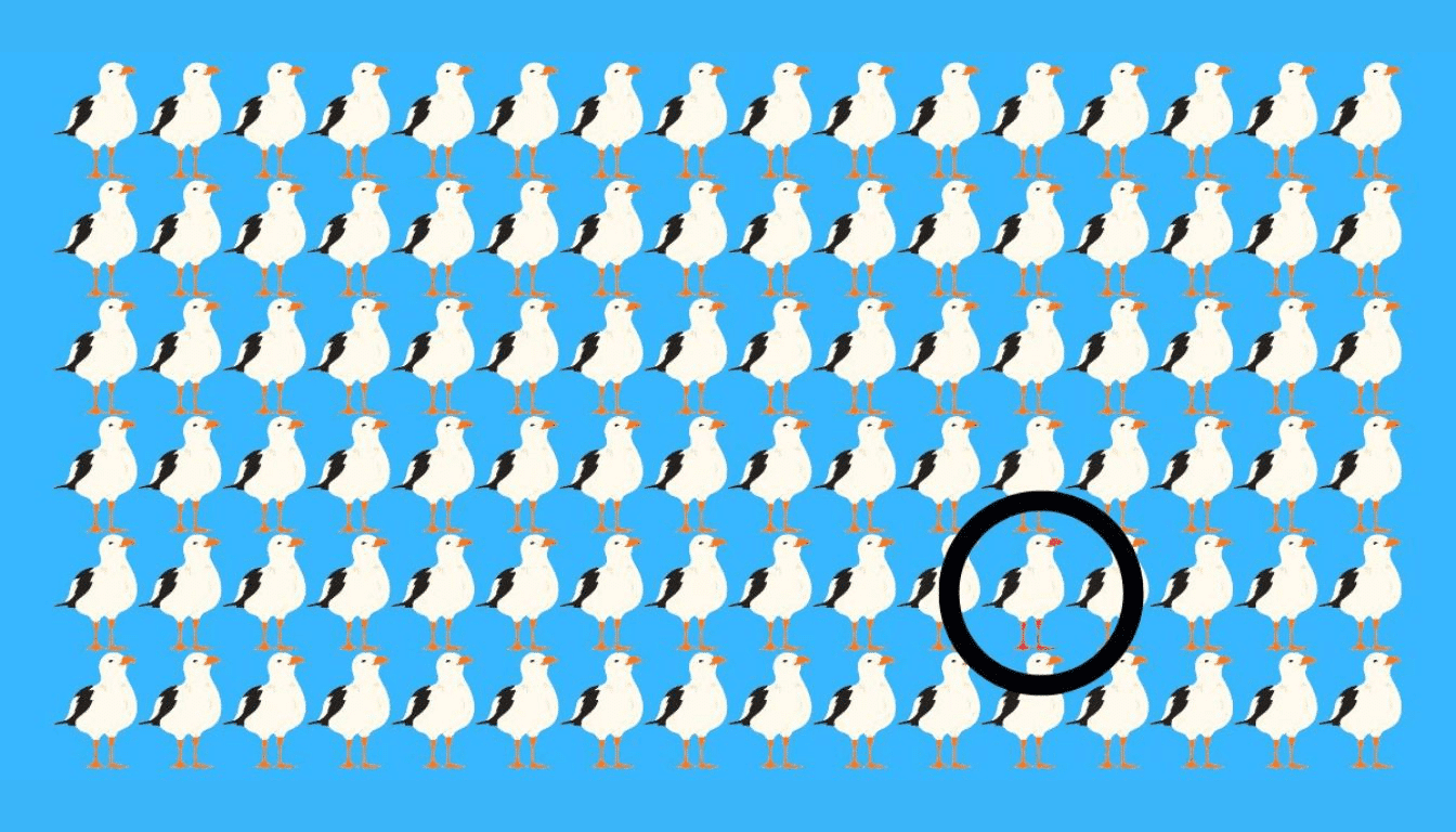 Find out if you have hawk eye: find the different seagull in just 17 seconds!