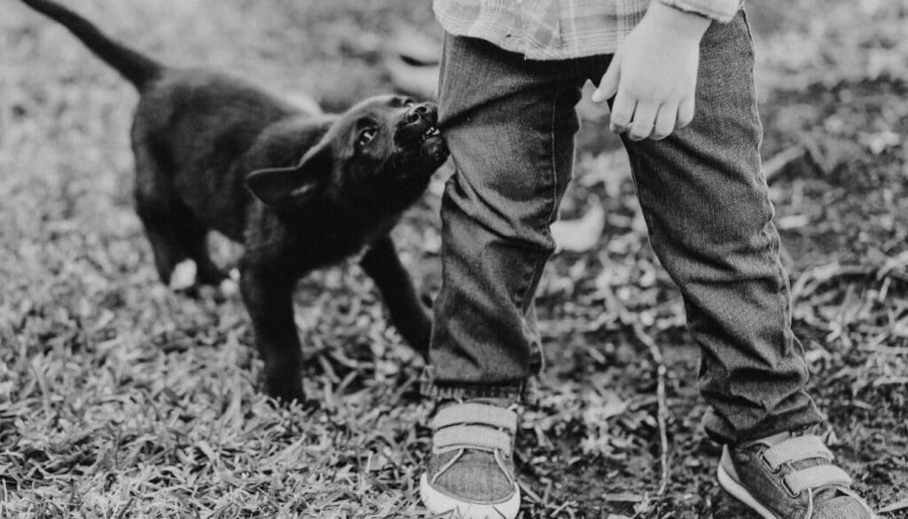 Why Puppies Bite In Fear Situations Reference: Stop Puppy Biting 8 Proven Training Methods That Actually Work