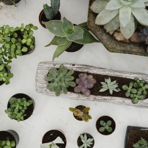 6 creative succulent garden ideas: From indoor displays to outdoor landscapes