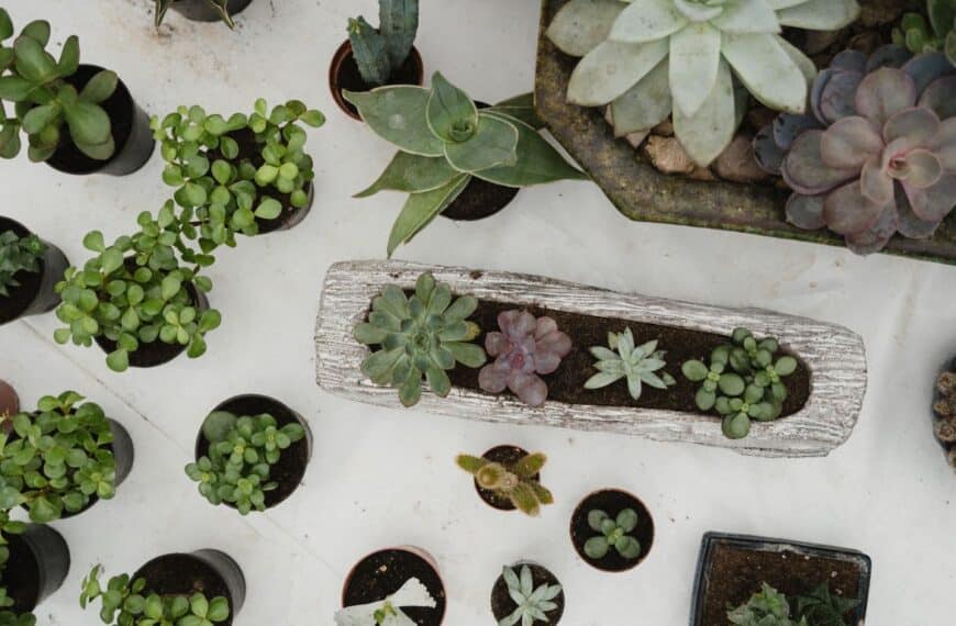 6 creative succulent garden ideas: From indoor displays to outdoor landscapes