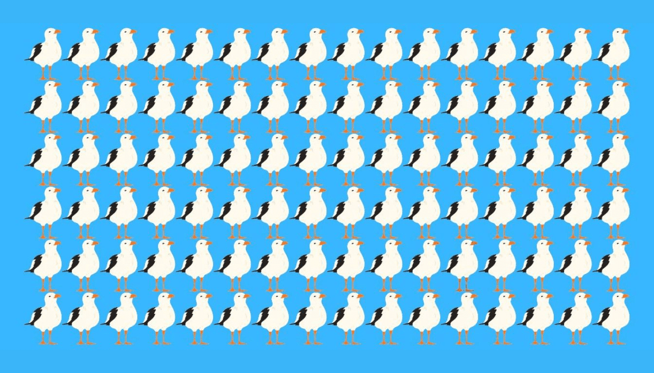 Find out if you have hawk eye: find the different seagull in just 17 seconds!