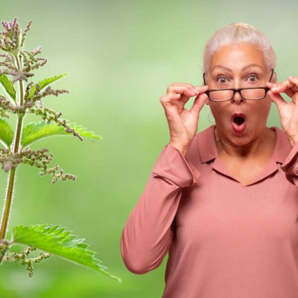 Joint pain? Discover the secret power of nettle against infections!