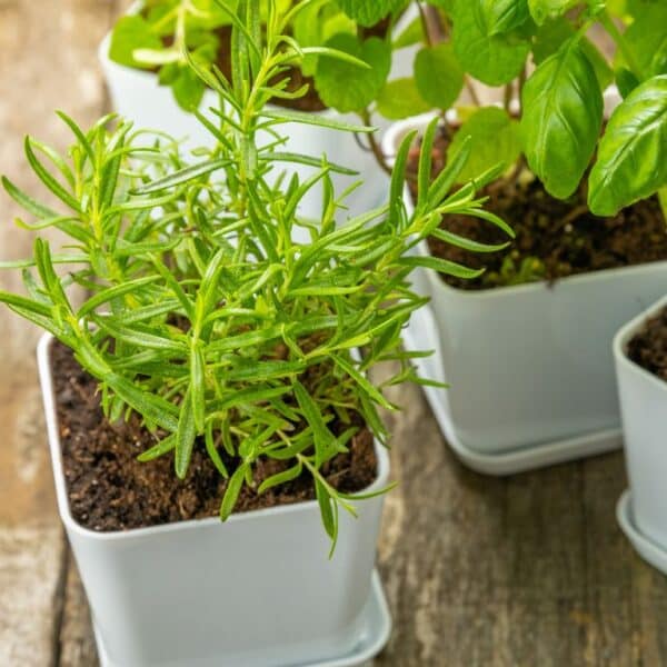 The Ultimate Guide to Growing Lush Herbs Inside Your Home