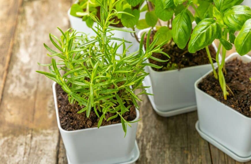 The Ultimate Guide to Growing Lush Herbs Inside Your Home