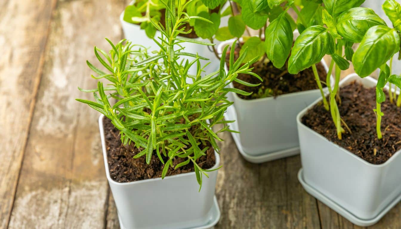 The Ultimate Guide to Growing Lush Herbs Inside Your Home