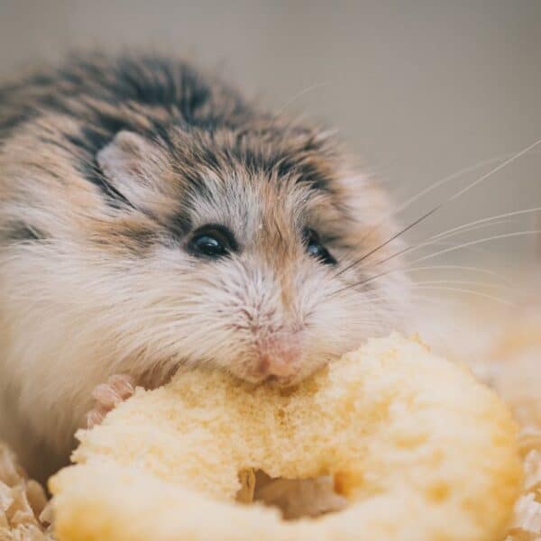 Everything you need to know to keep your hamster happy and healthy