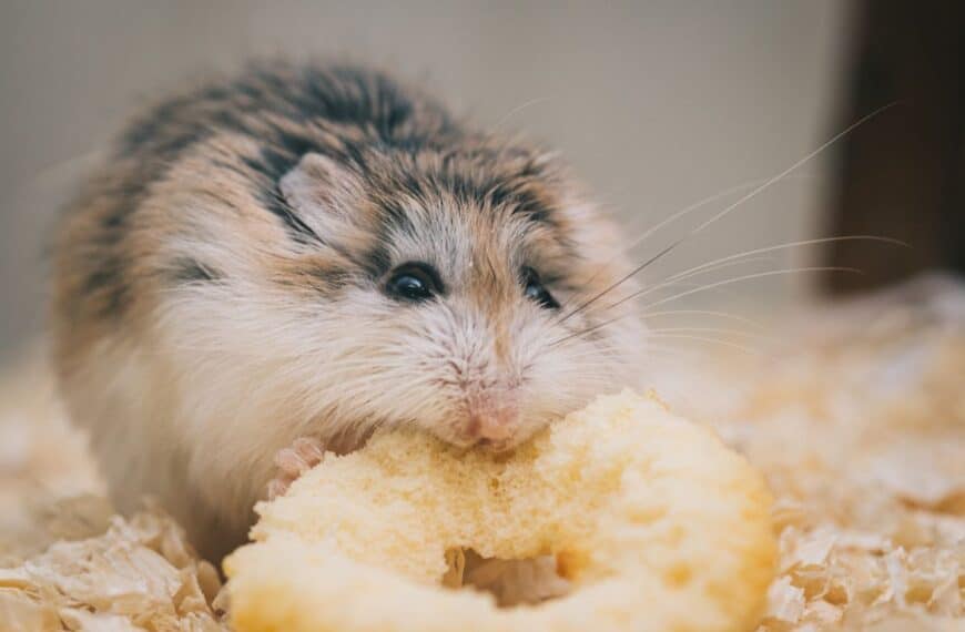 Everything you need to know to keep your hamster happy and healthy