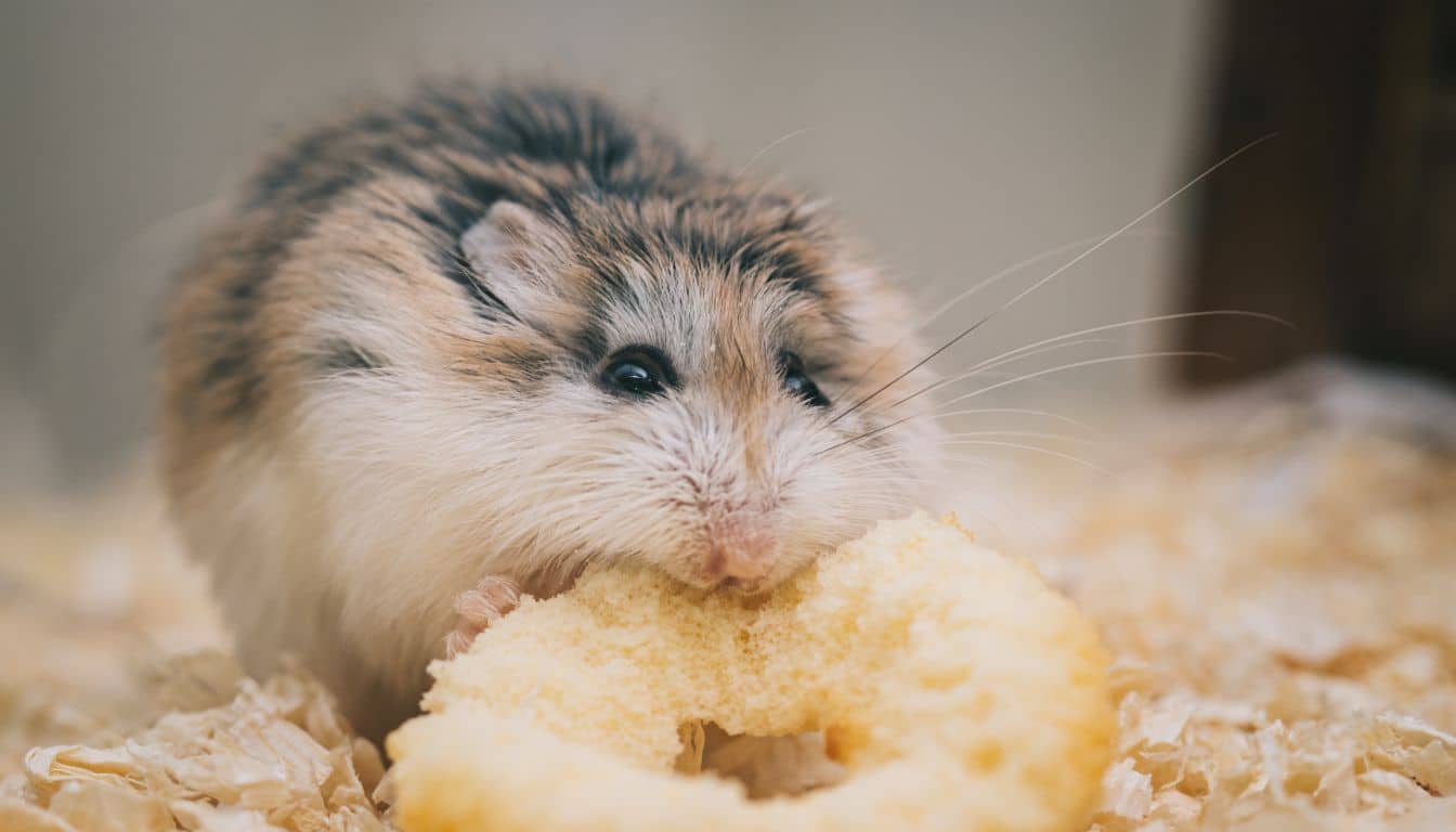 Everything you need to know to keep your hamster happy and healthy