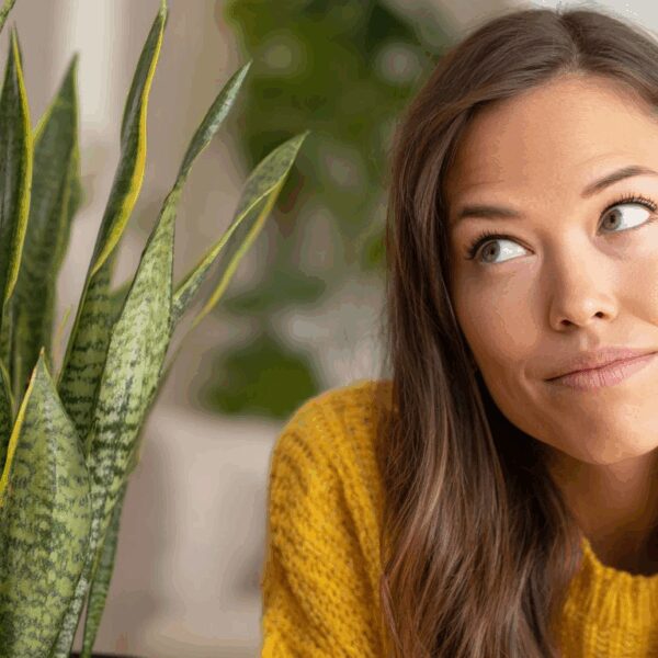 The One Watering Mistake That's Killing Your Snake Plant (Even Though It's 'Indestructible')