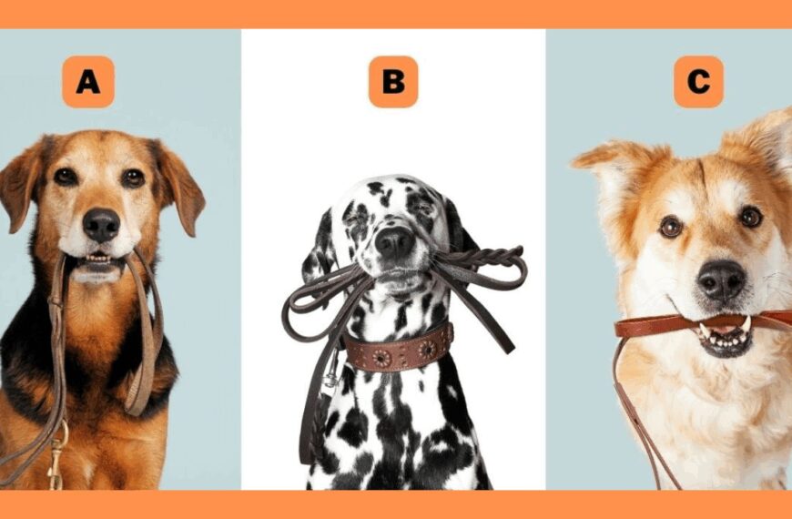 Choose a Dog Holding Its Own Leash – It Says a Lot About Your Independence