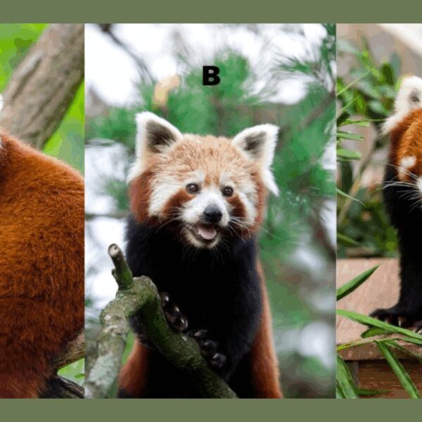 Choose a Red Panda and Discover Your Secret Superpower in Relationships
