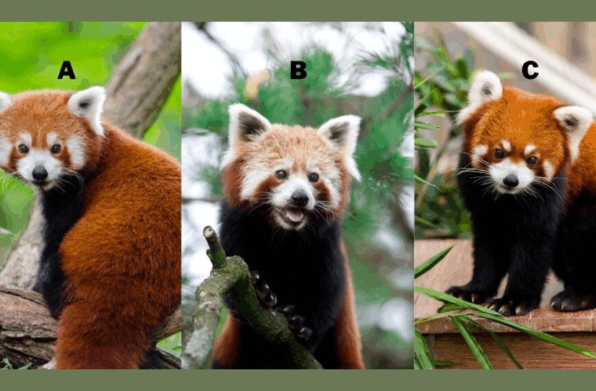 Choose a Red Panda and Discover Your Secret Superpower in Relationships