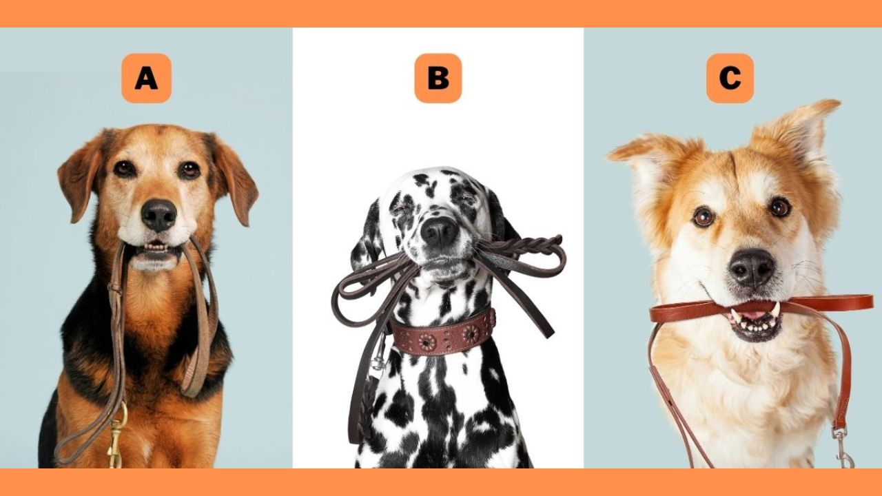 Choose a Dog Holding Its Own Leash – It Says a Lot About Your Independence