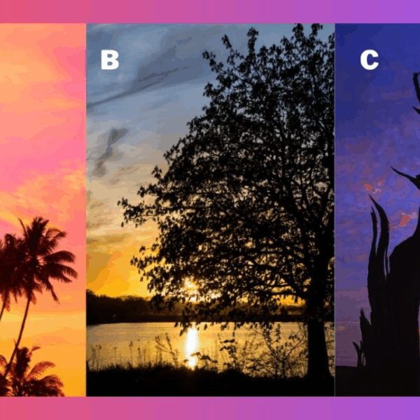 Pick a Tree at Sunset and Discover What Brings You Inner Peace