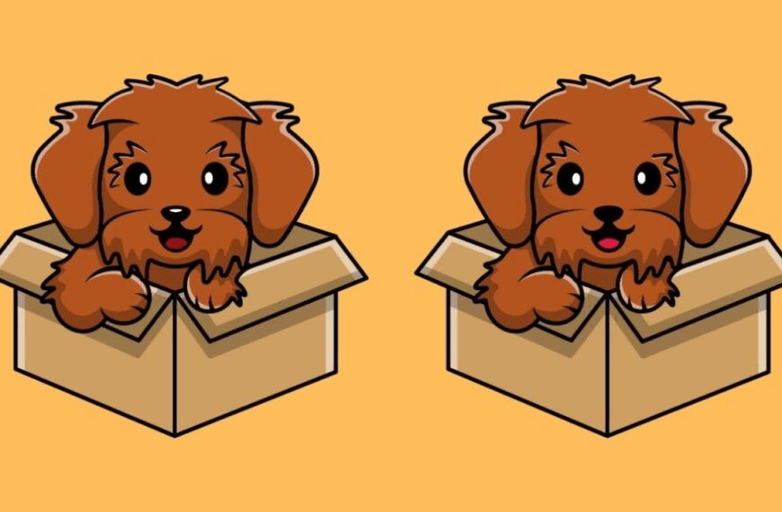 Spot the difference: Can you catch all 3 in this dog's playful scene in less than 20 seconds?